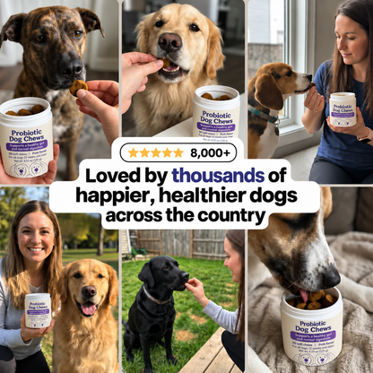 Daily Probiotic Chews – Gut & Digestive Health
